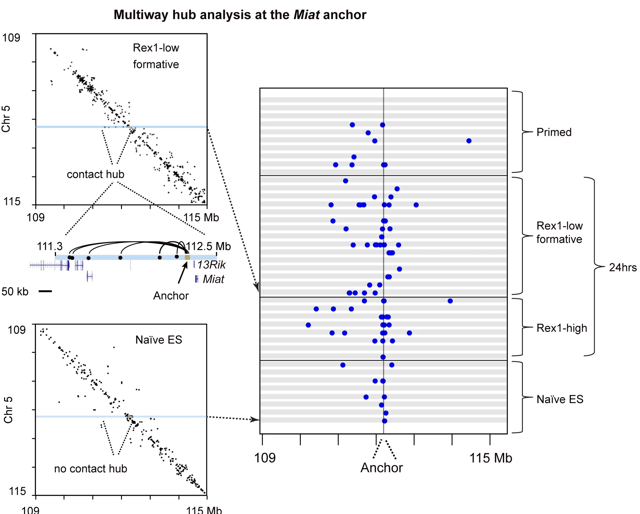 Open access visualization of Scatter Plot, Line Plot, Chromatin Hub, Miat ncRNA Gene, Cell Differentiation