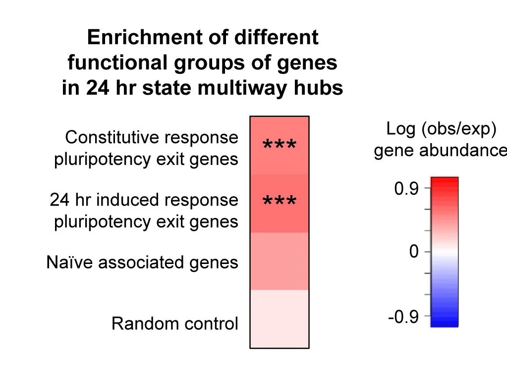 Open access visualization of Heatmap, Pluripotency Exit Genes, Naive-Associated Genes, Multiway Hubs, Rex1-High Cells