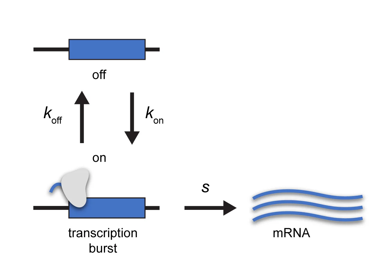 Open access visualization of Workflow, Illustration, Kinetic Parameters, Single-Cell RNA-Seq Data, RNA-Seq Data