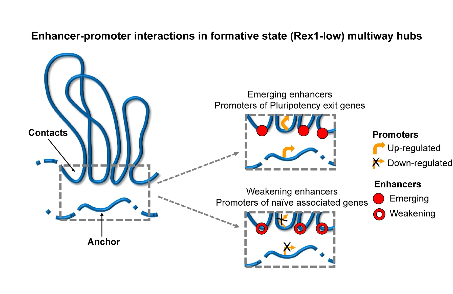 Open access visualization of Workflow, Illustration, Schematic, Up-regulated Genes, Enhancers