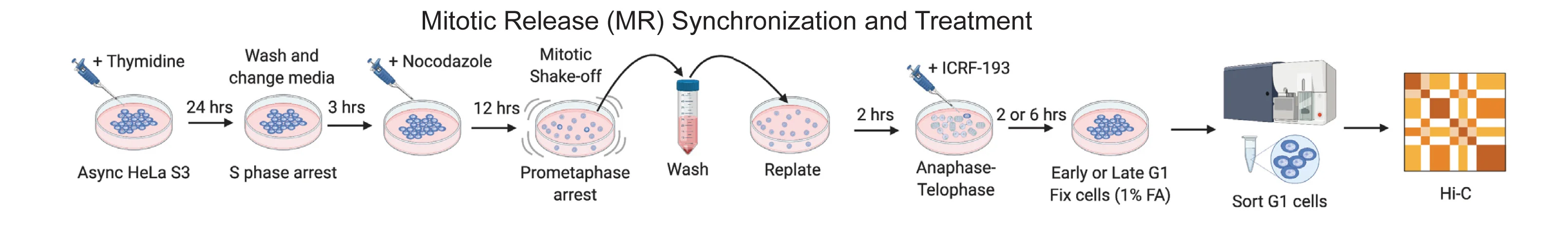 Open access visualization of Workflow, Flowchart, Illustration, HeLa S3 Cells, Mitotic Release