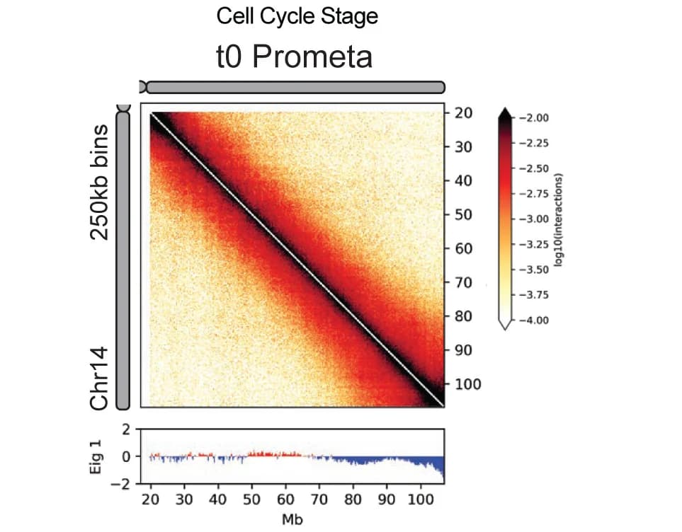 Open access visualization of Heatmap, Line Plot, Hi-C Interaction Heatmap, Eigenvector 1, HeLa S3 Cells