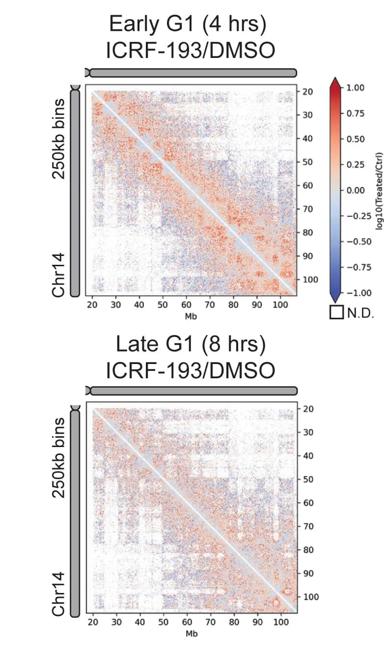 Open access visualization of Heatmap, Hi-C Interaction, Log10ratio Heatmap, ICRF-193 Treatment, DMSO Control