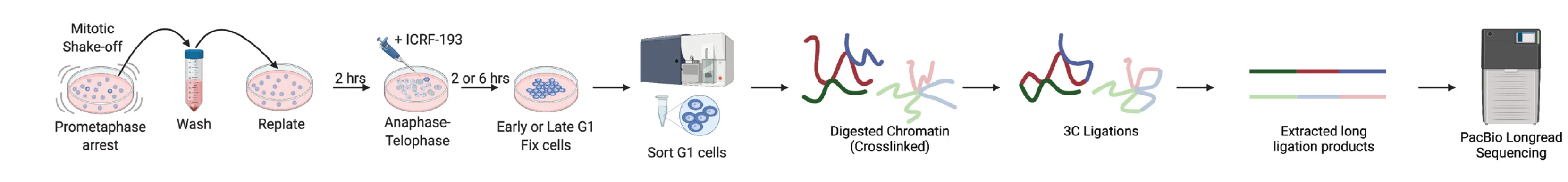 Open access visualization of Workflow, Flowchart, Illustration, Cell Synchronization, MC-3C Protocol