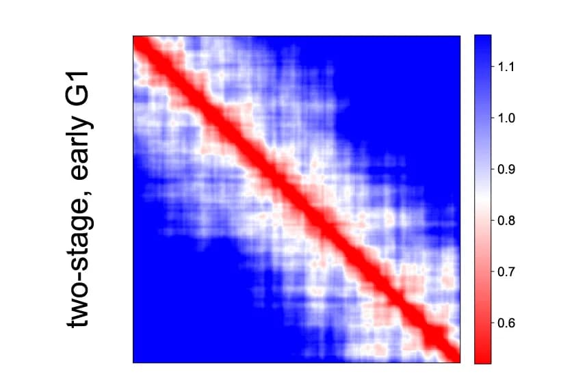 Open access visualization of Heatmap, Distance Map, G1 Phase, Two-Stage Process