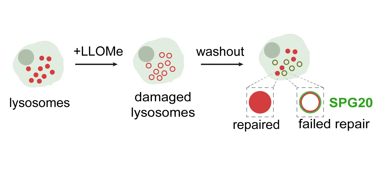 Open access visualization of Workflow, Illustration, Lysosomes, Statistics, T-Test