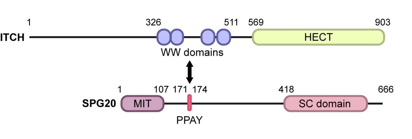 Open access visualization of Workflow, Illustration, SPG20, ITCH, HECT Domain