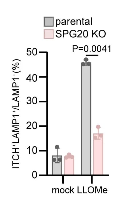 Open access visualization of Bar Plot, Error Bars, Clustered, ITCH, SPG20