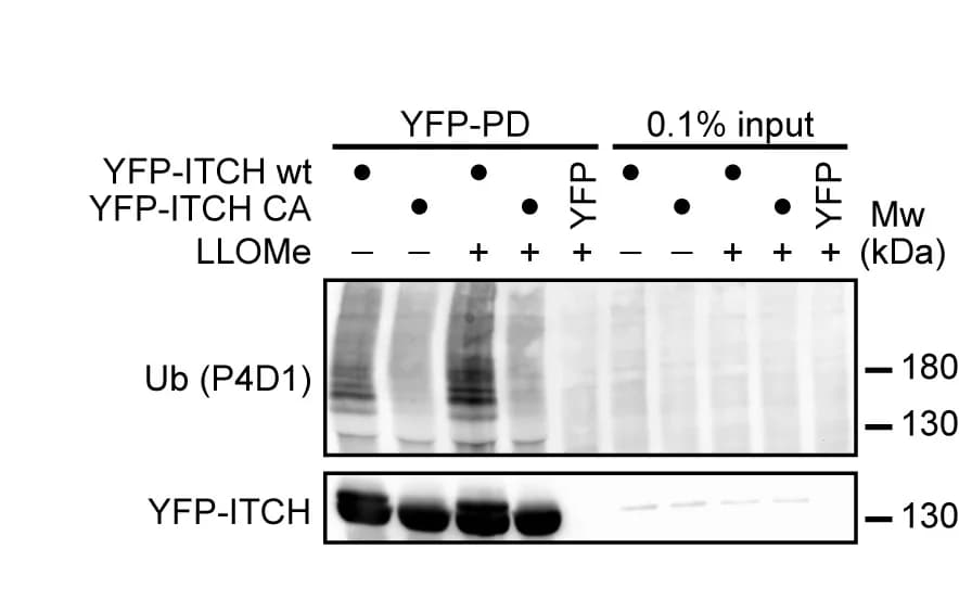 Open access visualization of Gel, Lysosomes, ITCH, YFP-ITCH, ITCH C871A
