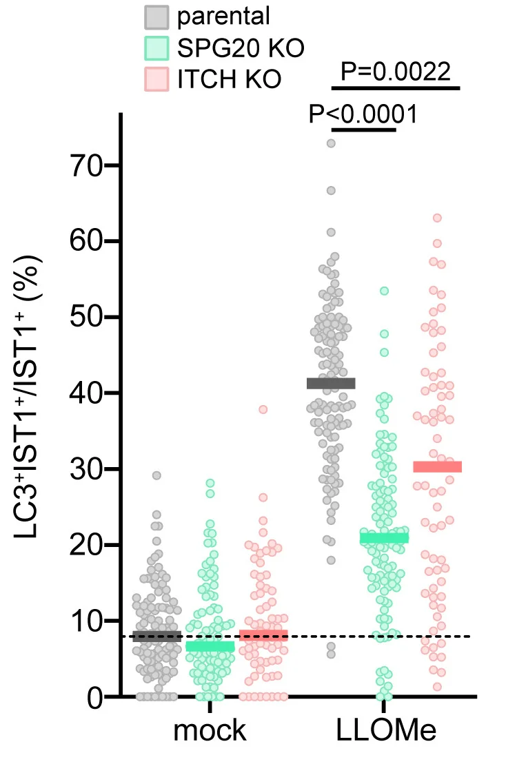 Open access visualization of Scatter Plot, Quantification, HeLa Cells, ITCH KO Cells, SPG20 KO Cells