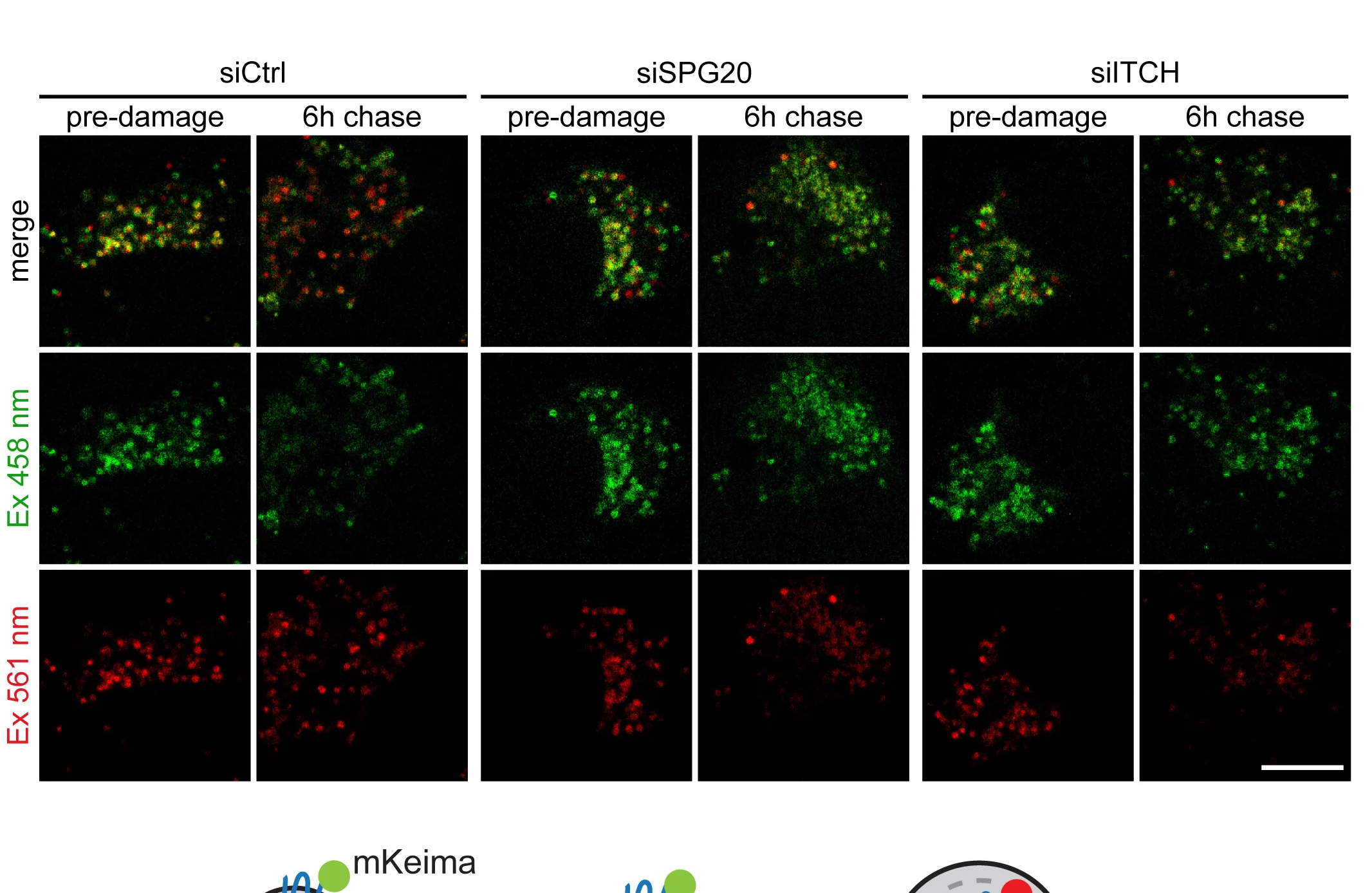 Open access visualization of Microscopy, Lysophagy Assay, HeLa Cells, mKeima, TMEM192