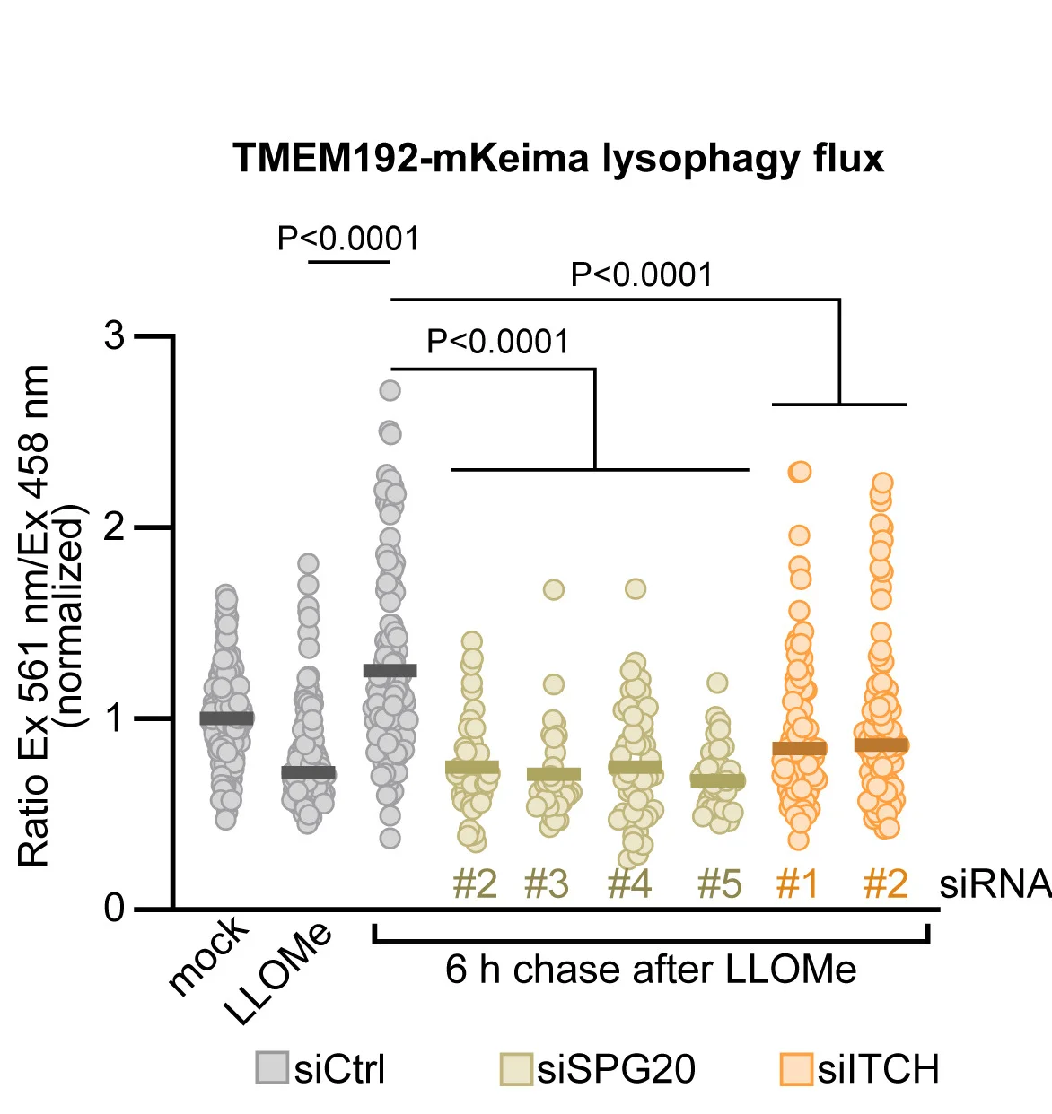 Open access visualization of Scatter Plot, Lysophagy Assay, HeLa Cells, mKeima, siRNAs