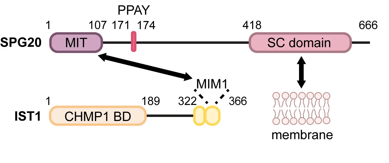 Open access visualization of Workflow, Illustration, SPG20, IST1, Domain Structures