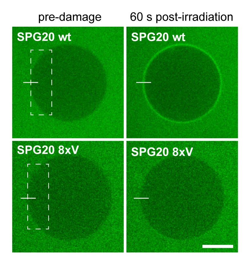 Open access visualization of Microscopy, GUVs, Photosensitizer, Alexa488-labeled SPG20 WT, 8xV Mutant