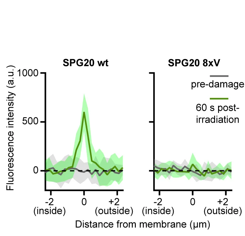Open access visualization of Line Plot, Error Bars, Fluorescence Intensity, Radiation, SPG20 WT