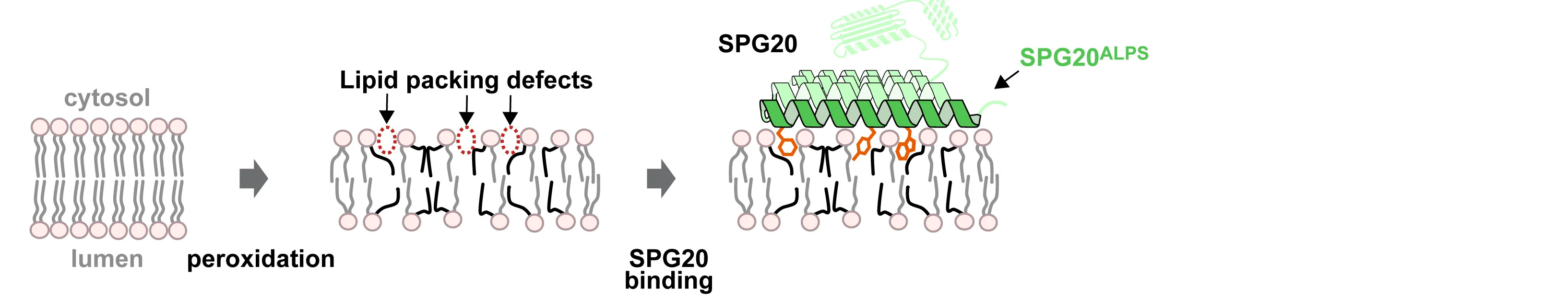 Open access visualization of Workflow, Illustration, Model, SPG20, Lipid-Packing Defects