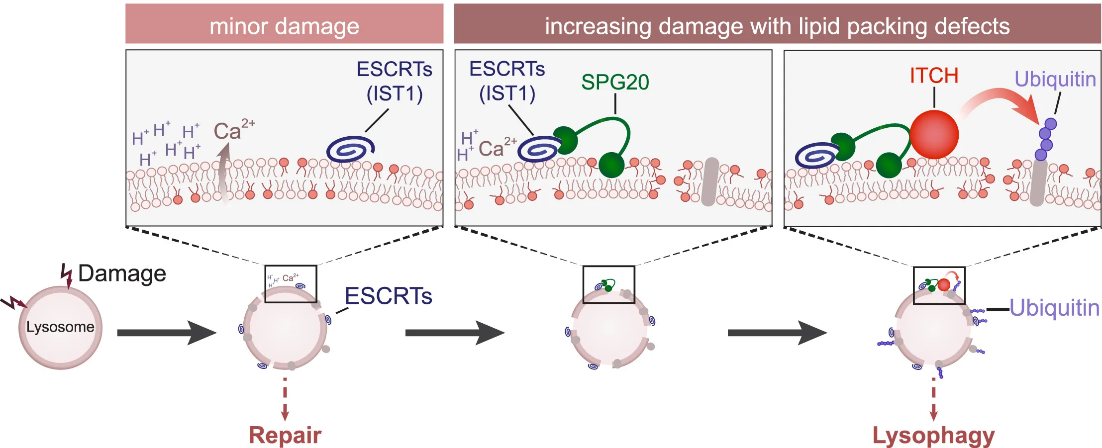 Open access visualization of Workflow, Illustration, Lysosomes, Membrane Damage, Ca2+