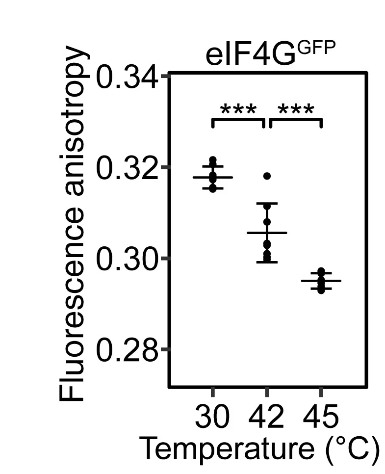 Open access visualization of Scatter Plot, Error Bars, Fluorescence Anisotropy, eIF4GGFP, HSGs