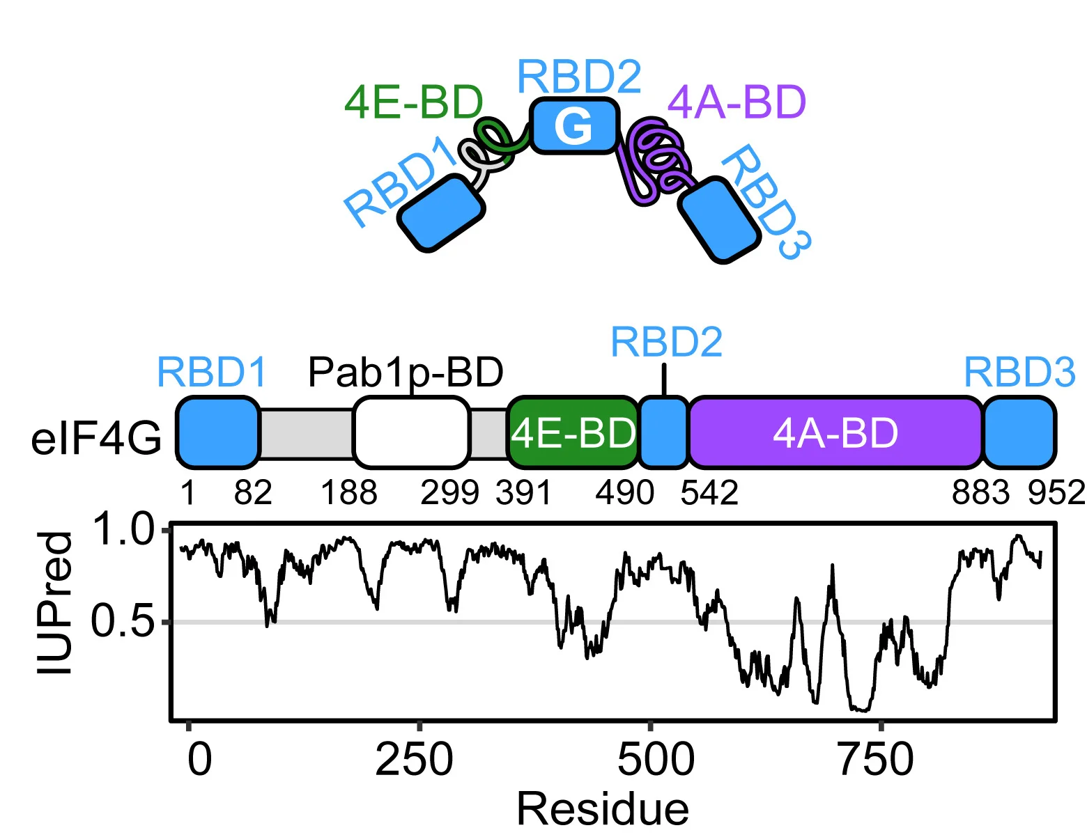 Open access visualization of Line Plot, Illustration, eIF4G, RNA-binding Domains, eIF4E