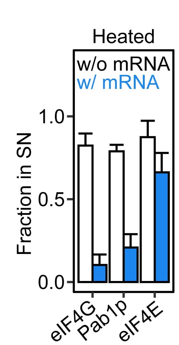 Open access visualization of Bar Plot, Error Bars, Clustered, Quantification, Protein Fraction
