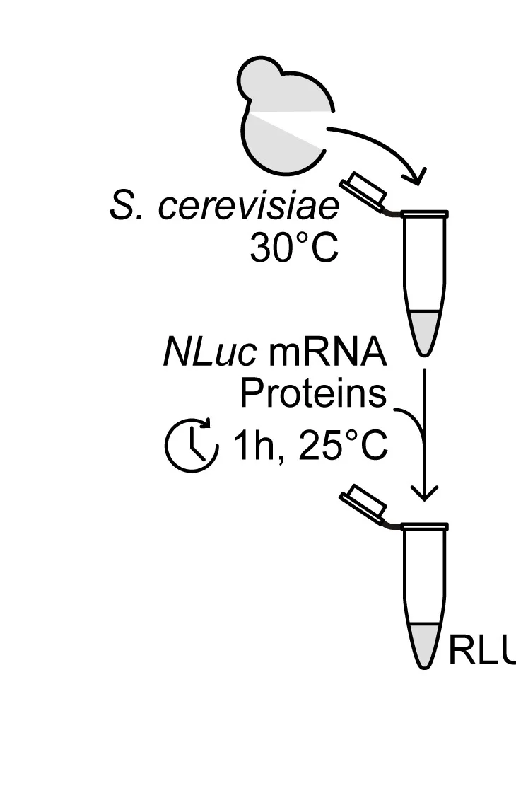 Open access visualization of Workflow, Flowchart, Illustration, In Vitro Translation, S. cerevisiae