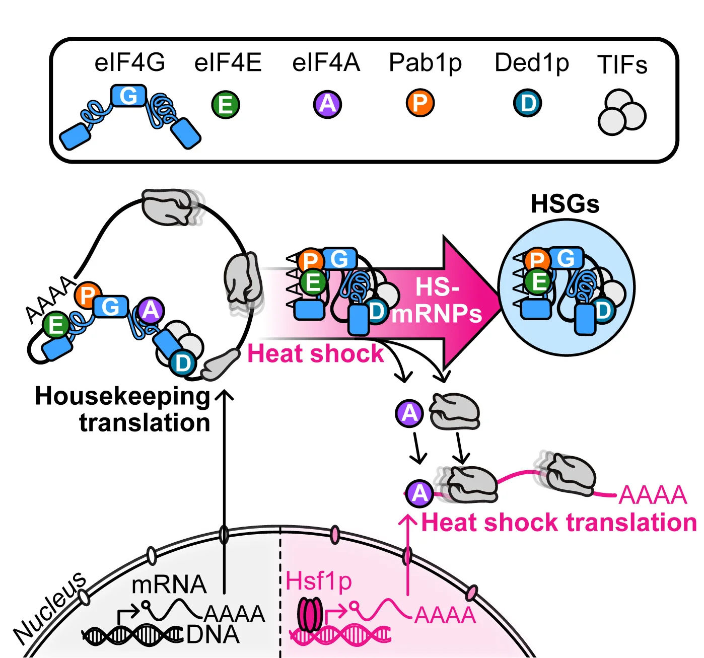 Open access visualization of Workflow, Illustration, Translation Regulation, Heat Shock, eIF4F