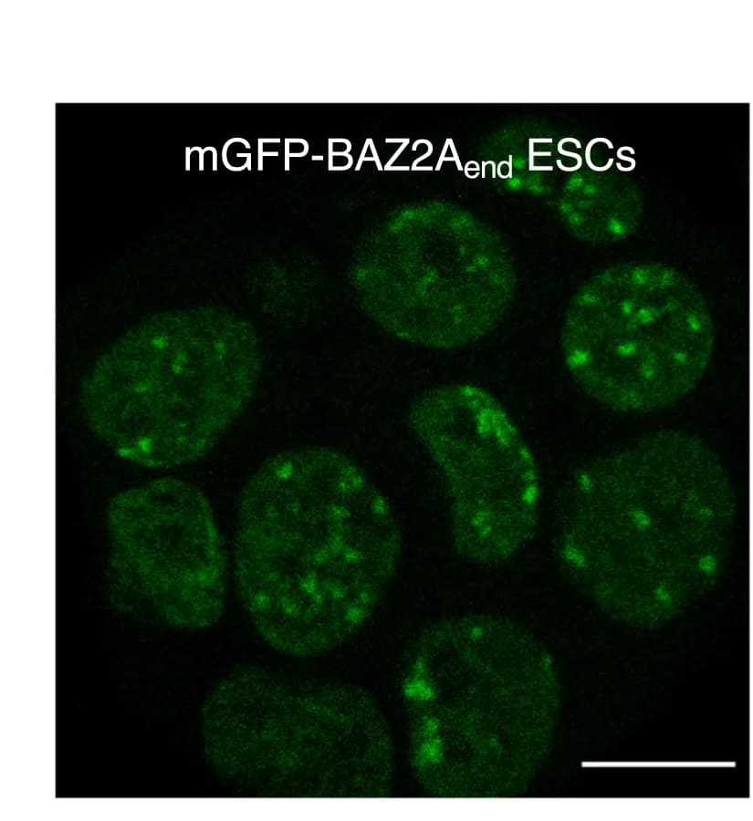 Open access visualization of Microscopy, Live-Cell Imaging, Embryonic Stem Cells, BAZ2A, mGFP