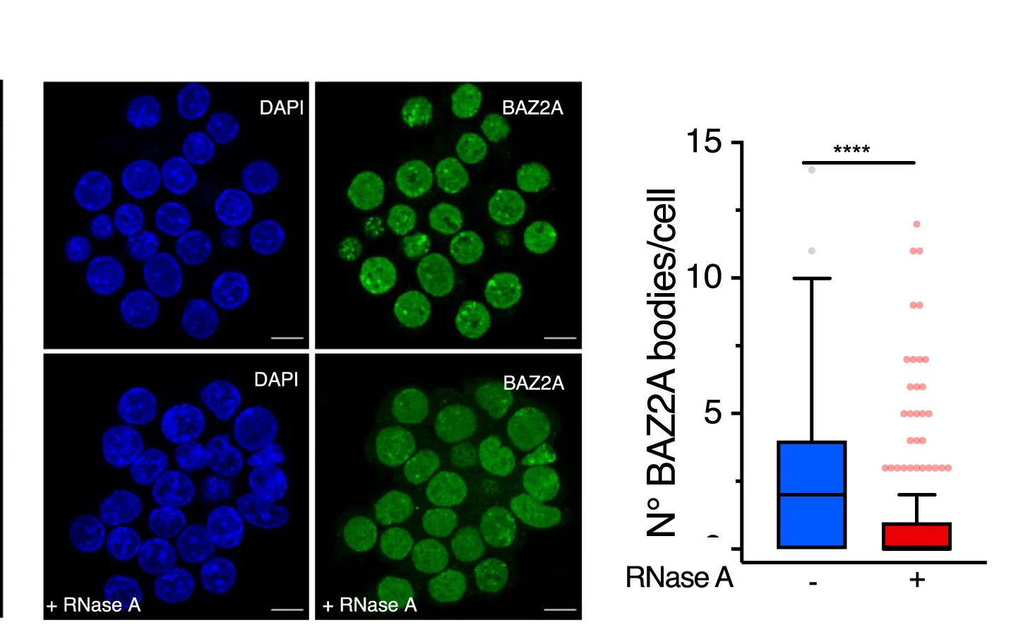 Open access visualization of Box Plot, Scatter Plot, Embryonic Stem Cells, RNase A, BAZ2A Bodies