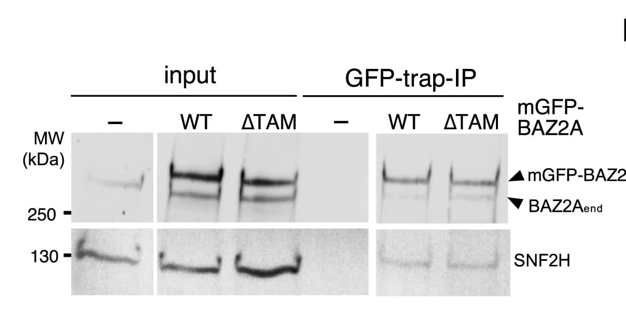 Open access visualization of Gel, GFP-Trap, Immunoprecipitation, Embryonic Stem Cells, mGFP-BAZ2A