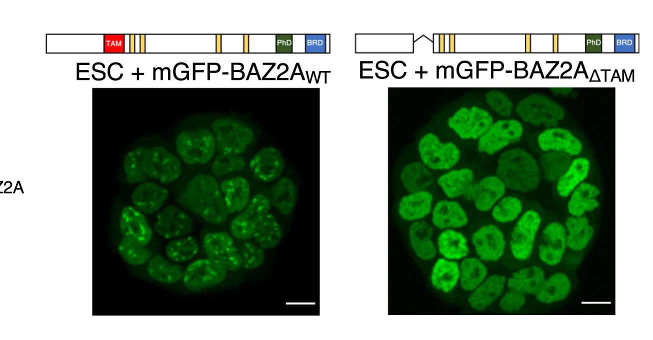 Open access visualization of Microscopy, Illustration, Live-Cell Imaging, Embryonic Stem Cells, mGFP-BAZ2A