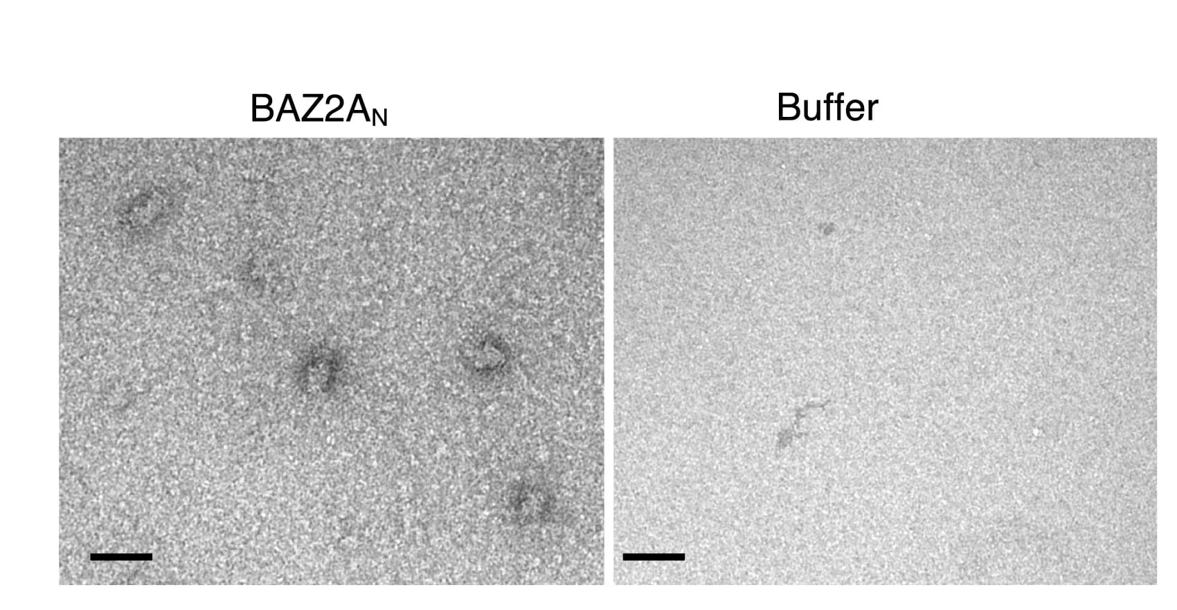Open access visualization of Microscopy, Negative Staining, BAZ2AN, Size Exclusion Chromatography