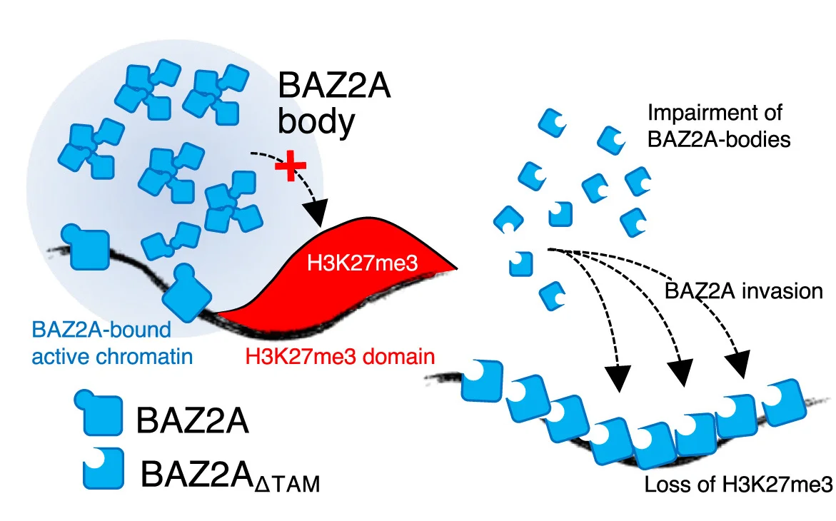 Open access visualization of Workflow, Illustration, Model, BAZ2AWT, TAM Domain