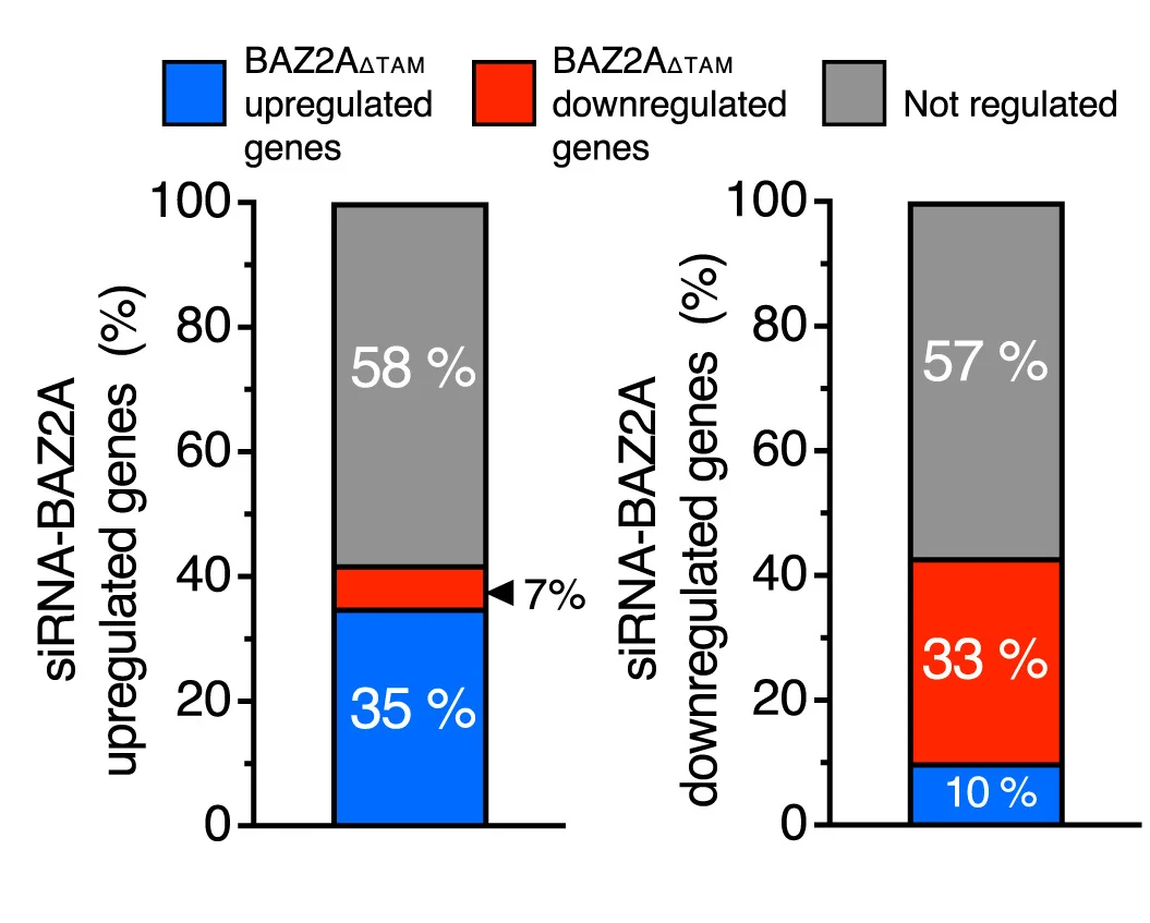 Open access visualization of Stacked Bar Plot, BAZ2A, Regulated Genes, ESC
