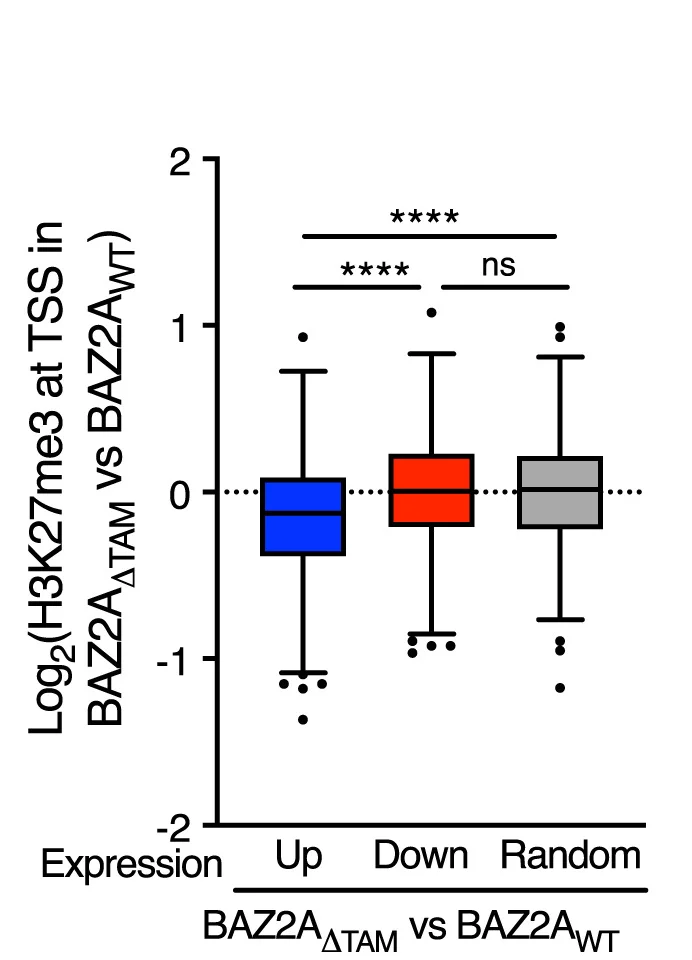 Open access visualization of Box Plot, Fold Changes, H3K27me3 Levels, ESC, BAZ2A