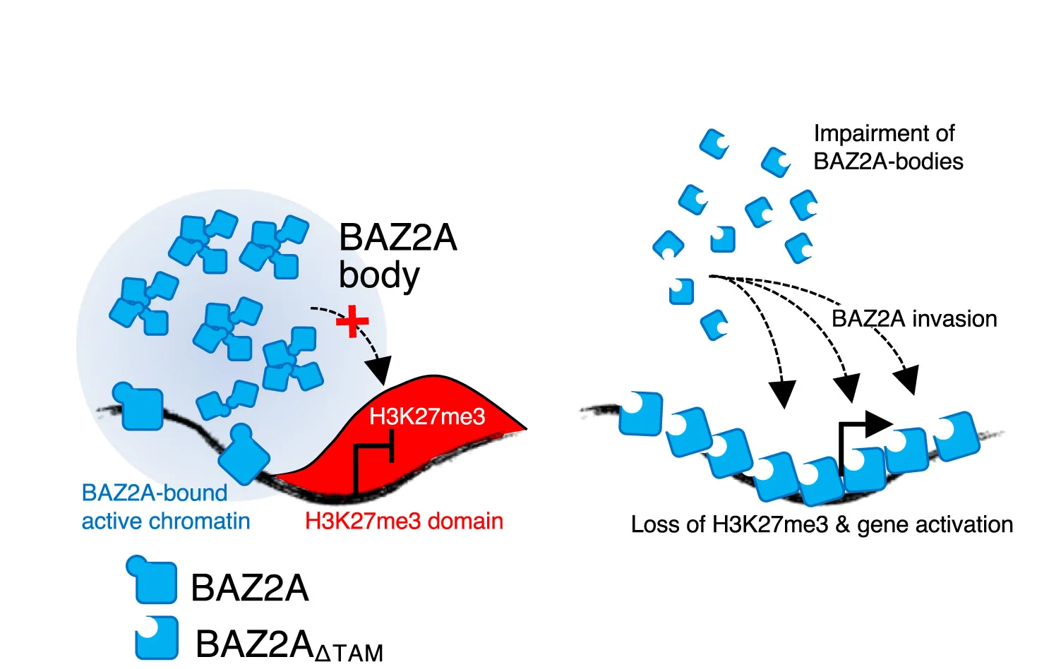 Open access visualization of Illustration, Workflow, Model, BAZ2A, H3K27me3 Domains