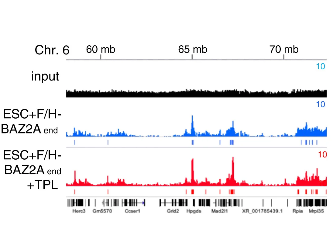 Open access visualization of Line Plot, Density Plot, BAZ2A-ChIP-seq, BAZ2A Occupancy, ESCs