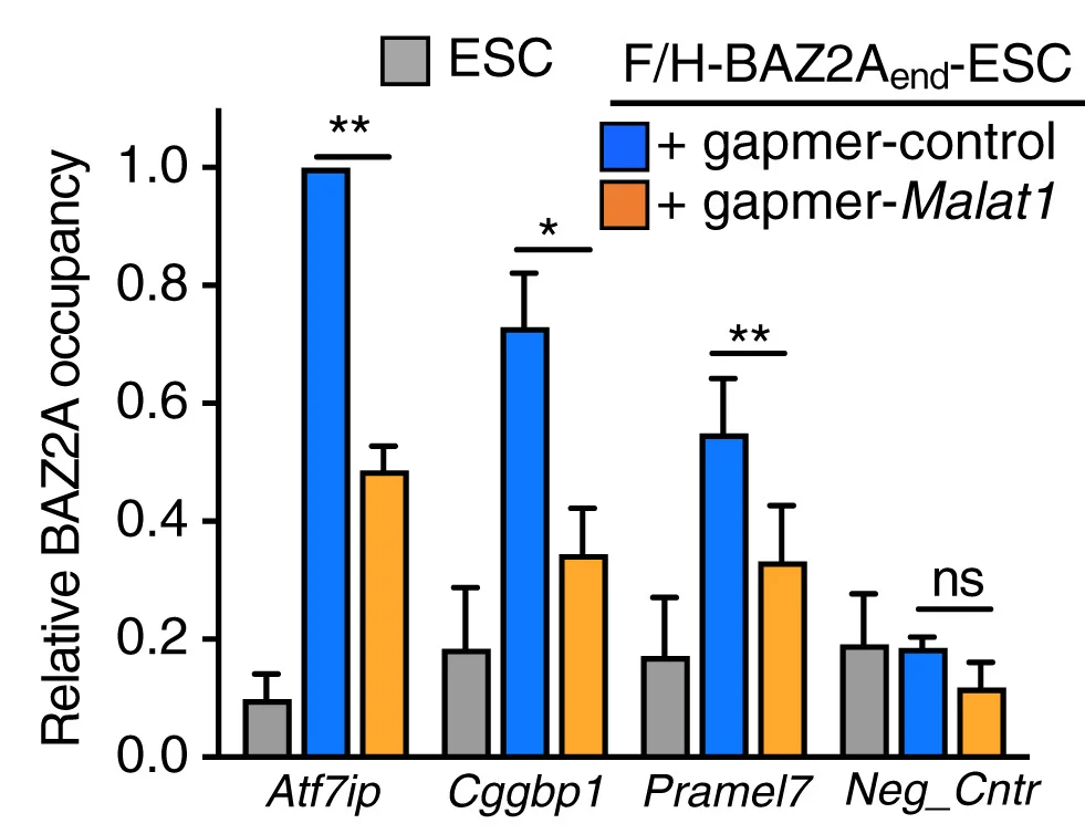 Open access visualization of Bar Plot, Error Bars, Clustered, Anti-FLAG ChIP-qPCR, ESC