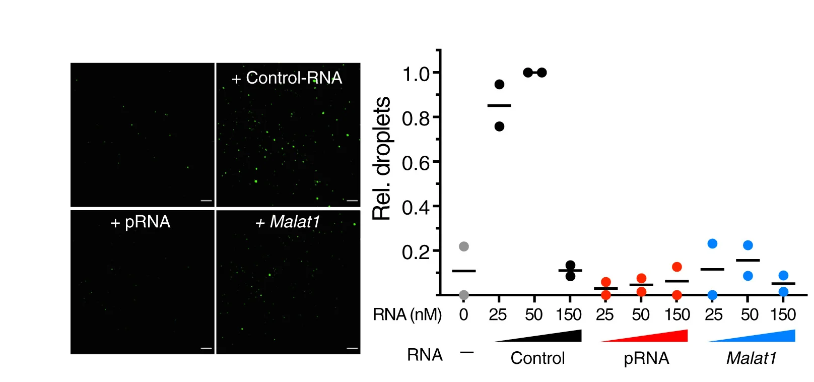 Open access visualization of Microscopy, Scatter Plot, mGFP-BAZ2AN, RNA-Control, pRNA