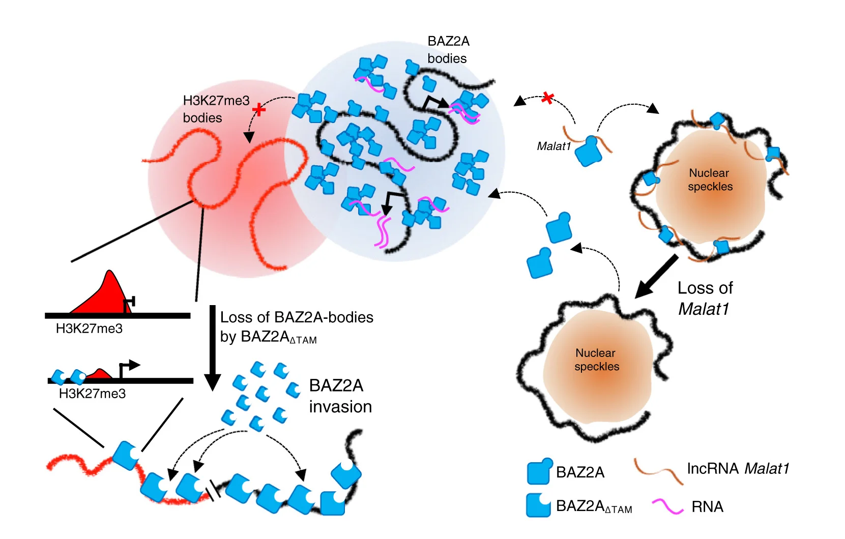 Open access visualization of Workflow, Illustration, BAZ2A Condensates, Malat1, Chromatin Regulation