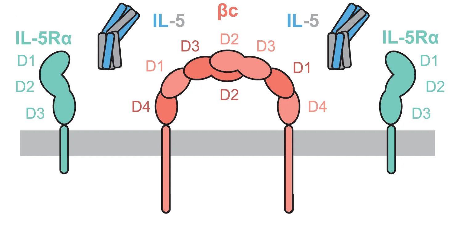 Open access visualization of Illustration, IL-5Ra, IL-5, bc, Signaling Complex