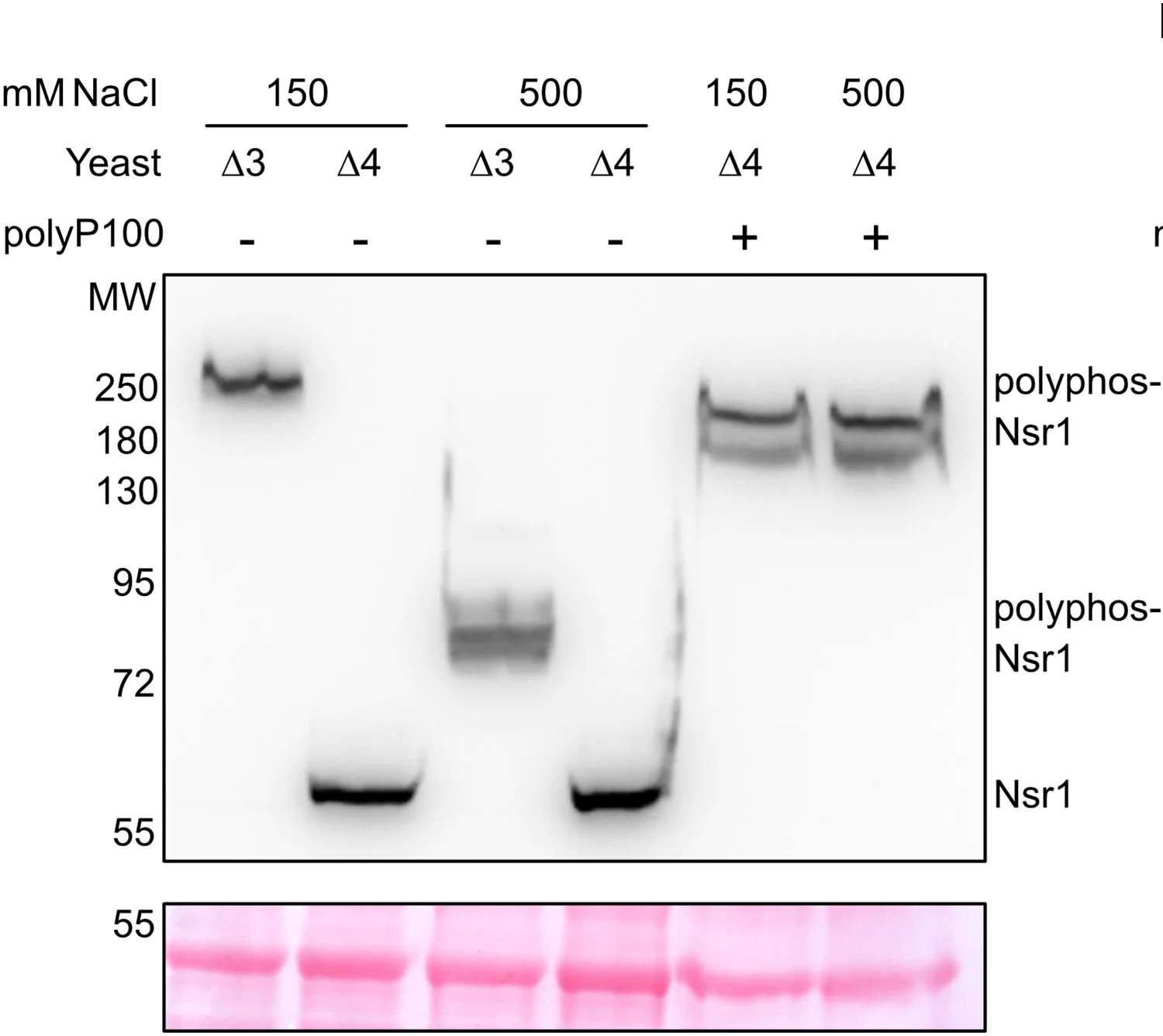 Open access visualization of Gel, Cell Lysates, Polyphosphatase Mutant, Western Blot, Anti-Nsr1 Antibody