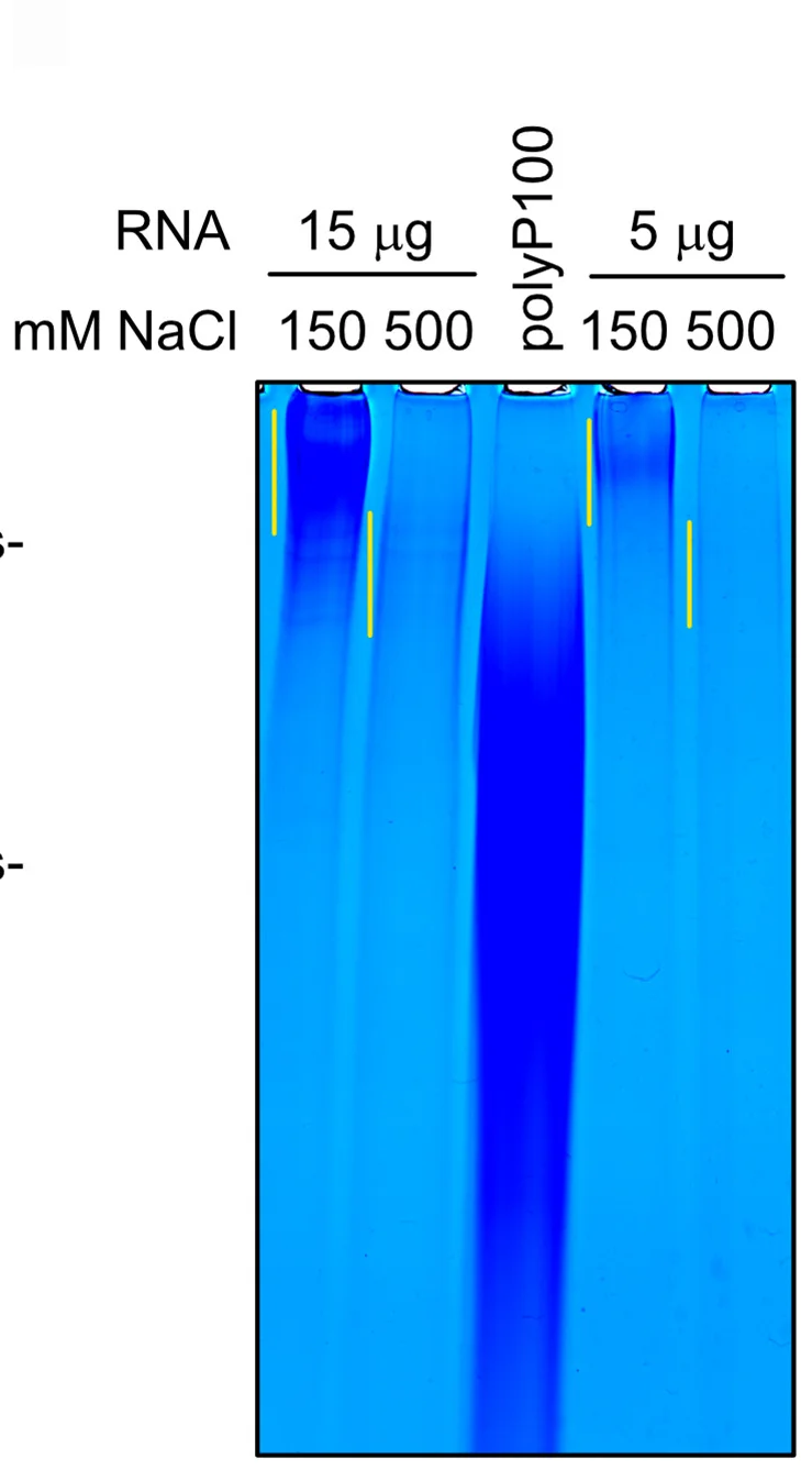 Open access visualization of Gel, PAGE Analysis, Protein Lysates, PolyP, RNA