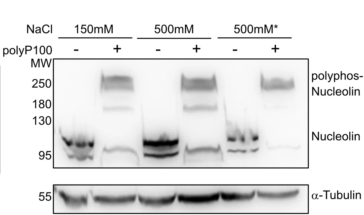 Open access visualization of Gel, Protein Lysates, PolyP100, Western Blot, Anti-Nucleolin Antibody