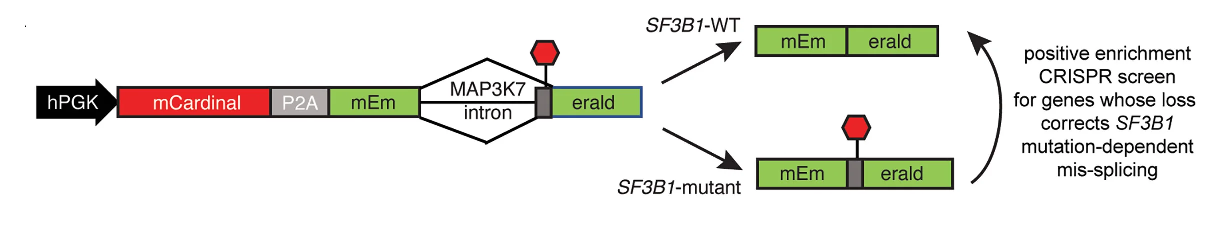Open access visualization of Workflow, Illustration, Synthetic Intron, Fluorescent Reporter, Splicing Activity