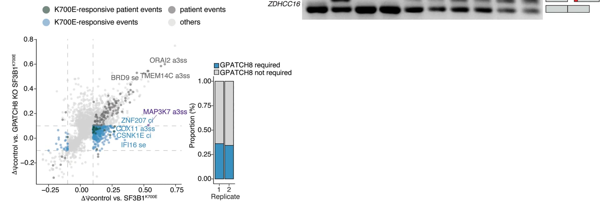 Open access visualization of Scatter Plot, Stacked Bar Plot, Gel, Splicing Events, SF3B1K700E Cells