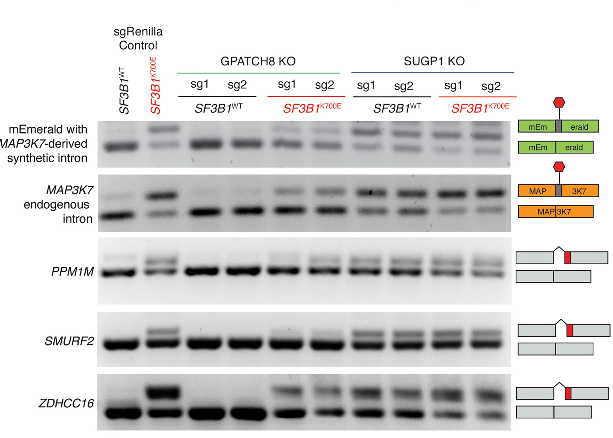 Open access visualization of Gel, Illustration, RT-PCR, Splicing Events, SF3B1