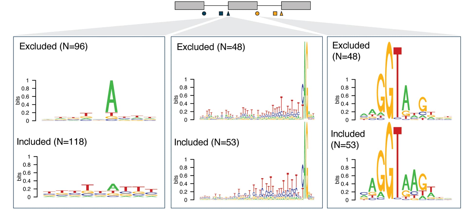 Open access visualization of Sequence Logo, 5' Splice Site, Branchpoint Sequence, 3' Splice Site, Cassette Exons
