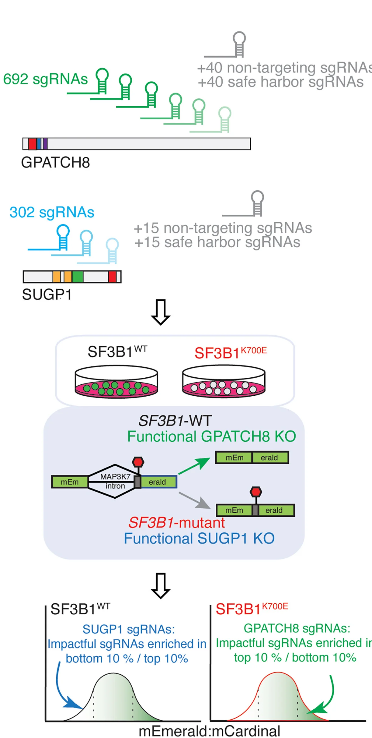 Open access visualization of Workflow, Illustration, Density Plot, CRISPR-Cas9, Tiling Scan