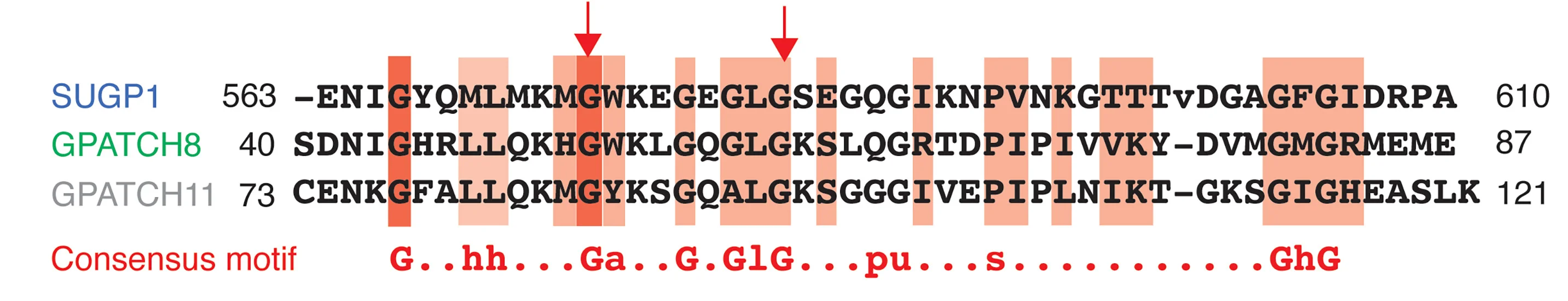 Open access visualization of Illustration, Sequence Alignment, G-patch Domain, SUGP1, GPATCH8