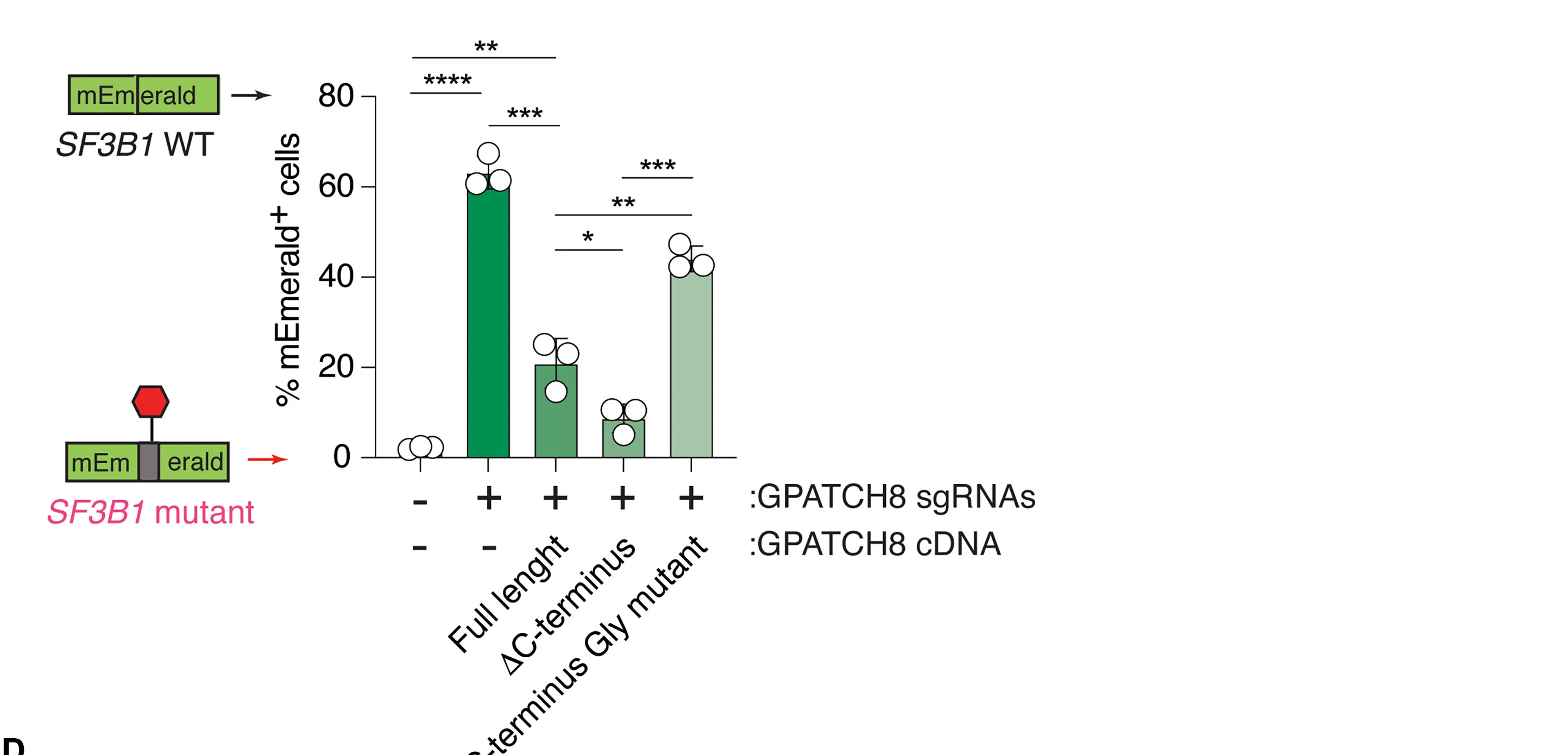 Open access visualization of Bar Plot, Error Bars, Bar Graph, mEmerald Cells, SF3B1K700E/WTknockin K562 Cells